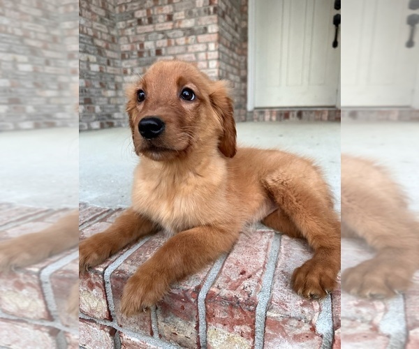 Medium Photo #4 Golden Retriever Puppy For Sale in GREENFIELD, IN, USA