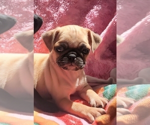 Pug Puppy for sale in SILVER SPRINGS, FL, USA
