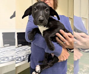 Catahoula Leopard Dog-Labrador Retriever Mix Dogs for adoption in GILBERTS, IL, USA