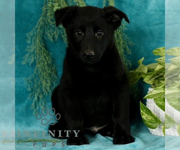 Medium Photo #1 German Shepherd Dog Puppy For Sale in PARADISE, PA, USA