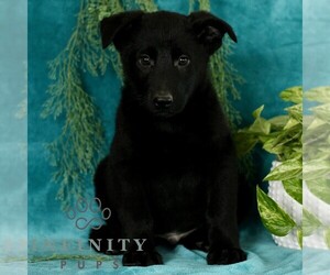 German Shepherd Dog Puppy for sale in PARADISE, PA, USA