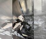 Small American Staffordshire Terrier Mix