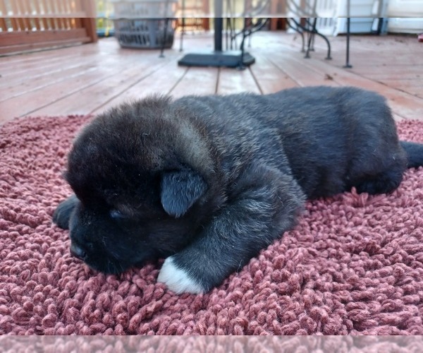 Full screen Photo #2 Akita Puppy For Sale in LOUISVILLE, KY, USA