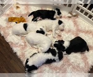Sheepadoodle Puppy for sale in BELLEFONTE, PA, USA