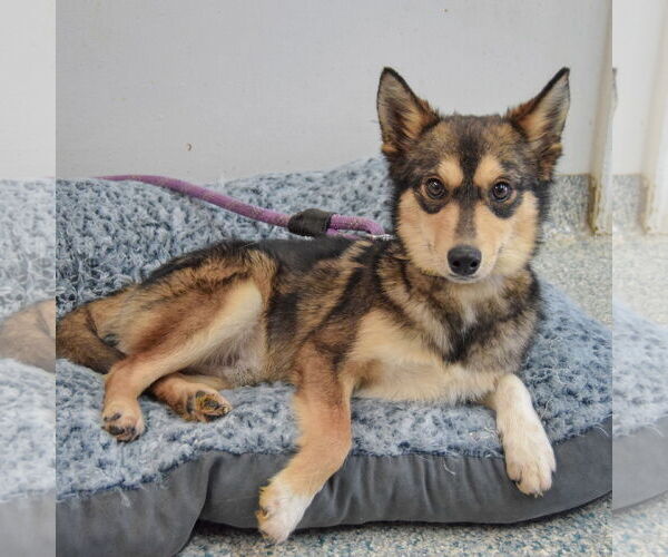 Medium Photo #3 Alaskan Klee Kai-Shiba Inu Mix Puppy For Sale in Huntley, IL, USA