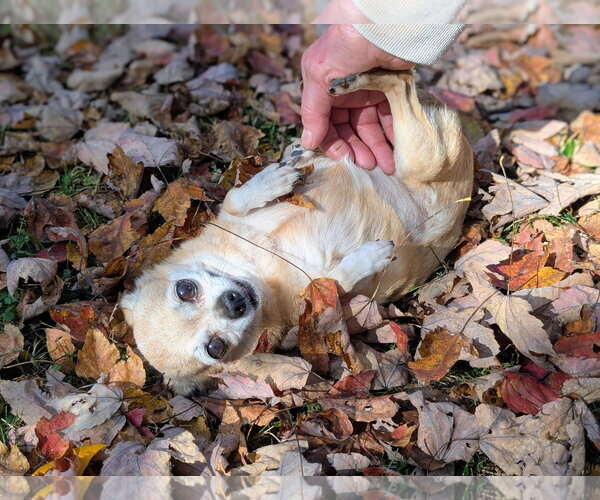 Medium Photo #6 Chihuahua Puppy For Sale in Rootstown, OH, USA