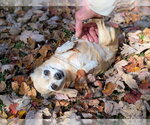 Small Photo #6 Chihuahua Puppy For Sale in Rootstown, OH, USA