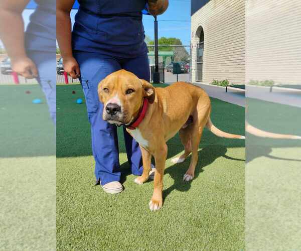 Medium Photo #4 Mutt Puppy For Sale in New York, NY, USA