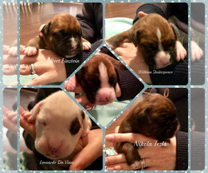 Boxer Puppy for sale in BENICIA, CA, USA