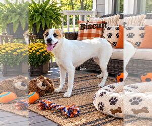 Biscuit - Male Australian Shepherd-Boxer Mix Dog for Adoption - Photo #3