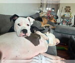 Small #4 American Pit Bull Terrier Mix