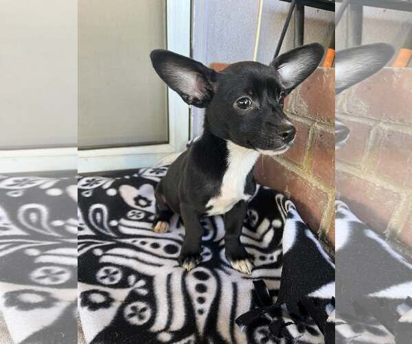 Medium Photo #3 Chihuahua Puppy For Sale in Arlington, WA, USA