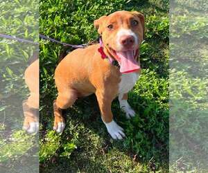 Mutt Dogs for adoption in Mount Laurel, NJ, USA