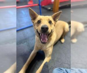 Mutt Dogs for adoption in Minneapolis, MN, USA