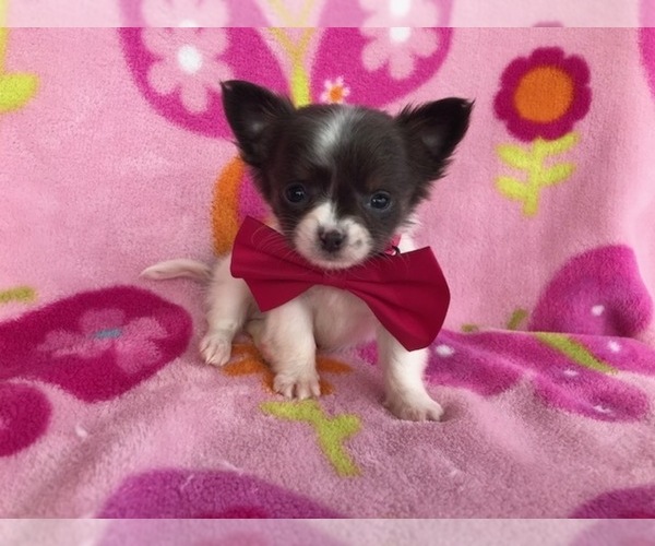 Chihuahua Puppies For Sale In Pa PetsWall