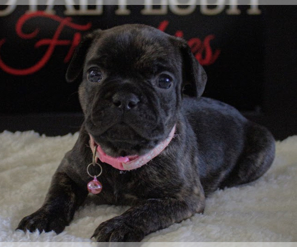 Medium Photo #1 French Bulldog Puppy For Sale in ADELANTO, CA, USA