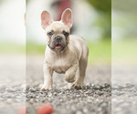 Small Photo #5 French Bulldog Puppy For Sale in LOX, FL, USA