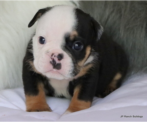 Bulldog Puppy for sale in WINNSBORO, TX, USA