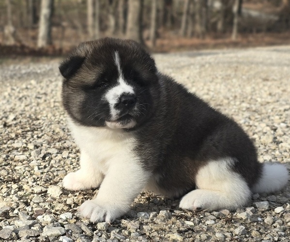 Medium Photo #32 Akita Puppy For Sale in STRAFFORD, MO, USA