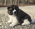 Small #3 Akita