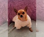 Small Photo #3 Chihuahua Puppy For Sale in Plantation, FL, USA