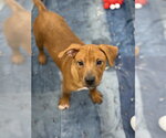 Small Labrador Retriever Mix