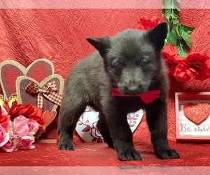 German Shepherd Dog Puppy for sale in LANCASTER, PA, USA