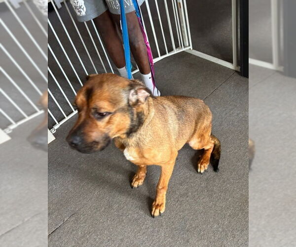 Medium Photo #12 Black Mouth Cur-Boxer Mix Puppy For Sale in Winston Salem, NC, USA