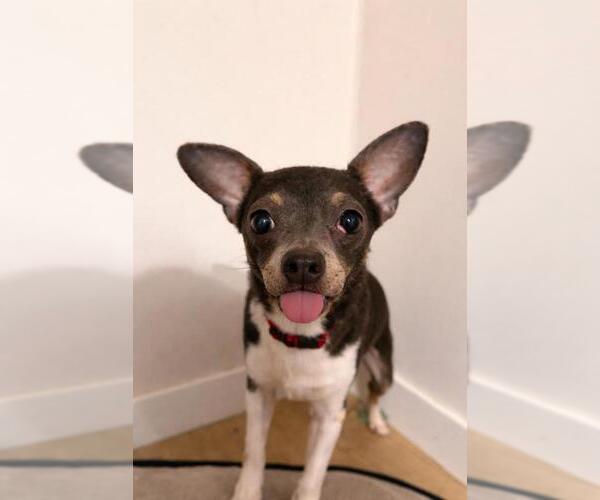 Medium Photo #12 Chiweenie Puppy For Sale in Bellingham, WA, USA