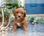 Puppy Bella Goldendoodle (Miniature)