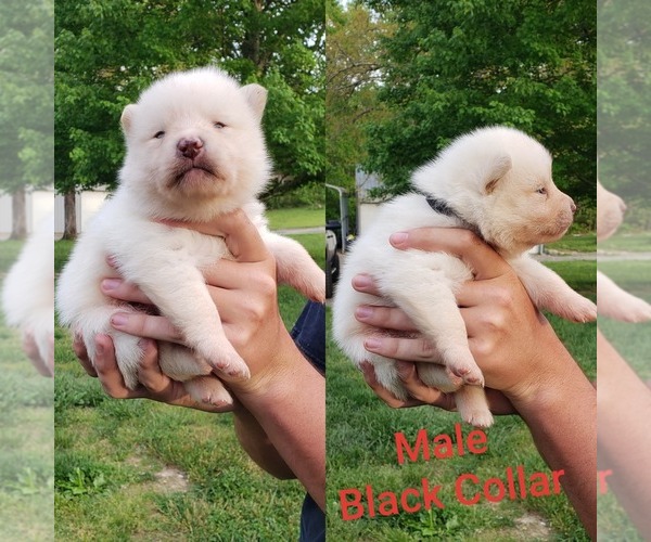 Medium Photo #1 Pomsky Puppy For Sale in PIKEVILLE, TN, USA