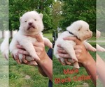 Small Photo #1 Pomsky Puppy For Sale in PIKEVILLE, TN, USA