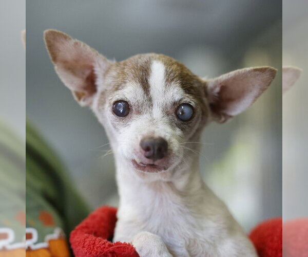 Medium Photo #1 Chihuahua-Unknown Mix Puppy For Sale in San Antonio, TX, USA