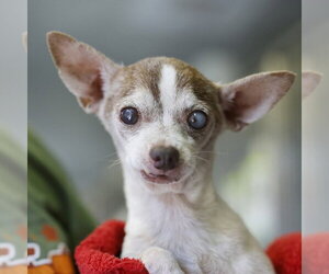 Chihuahua-Unknown Mix Dogs for adoption in San Antonio, TX, USA