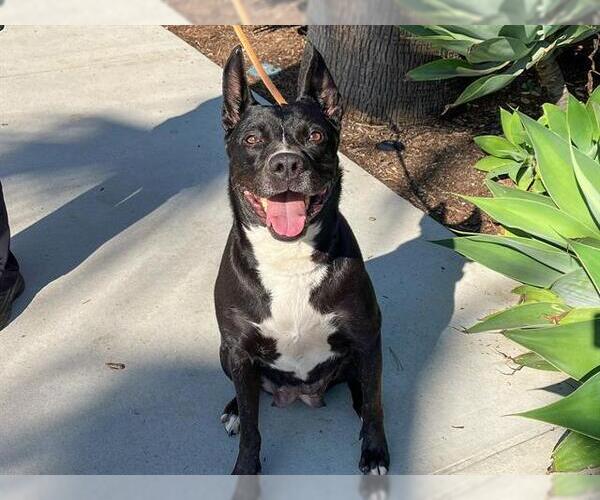 Medium Photo #2 Mutt Puppy For Sale in Orange, CA, USA