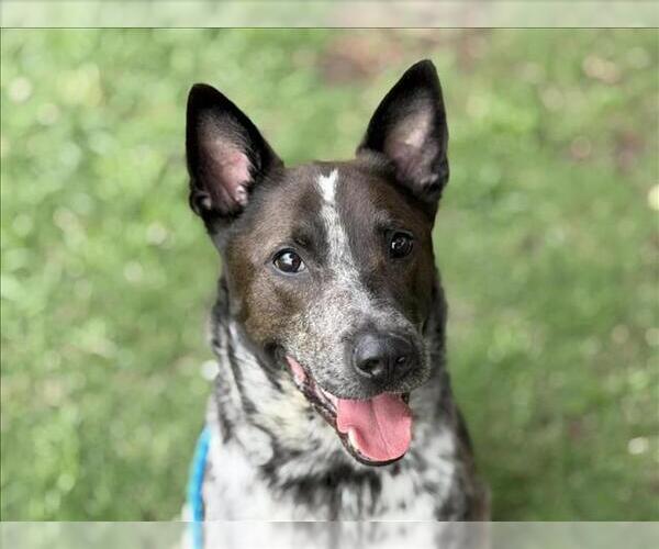 Medium Photo #1 Mutt Puppy For Sale in Tulsa, OK, USA