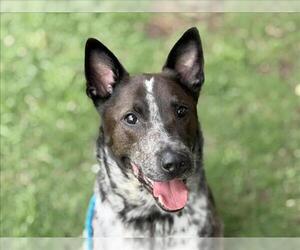 Mutt Dogs for adoption in Tulsa, OK, USA