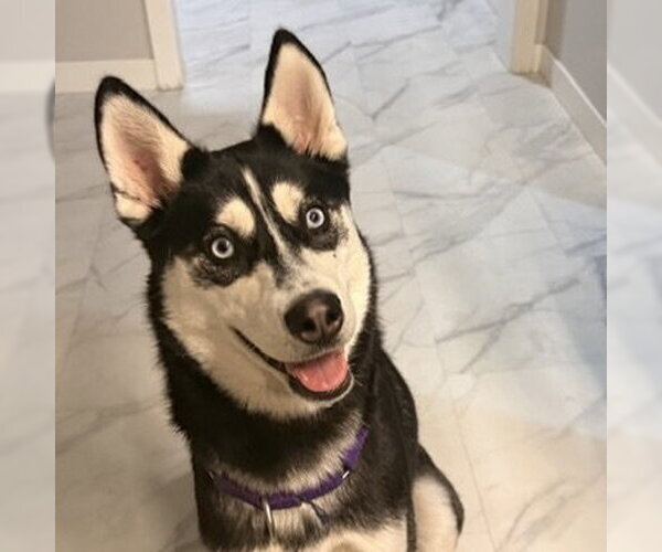 Medium Photo #1 Siberian Husky-Unknown Mix Puppy For Sale in Fargo, ND, USA