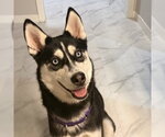 Small Siberian Husky Mix