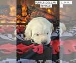 Puppy PURPLE Labrador Retriever