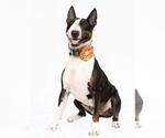 Small #2 Bull Terrier