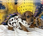Small #14 Dachshund