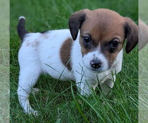 Beagle Dogs for adoption in Brooklyn Center, MN, USA
