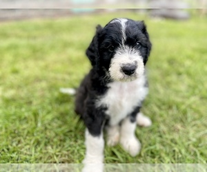 Aussiedoodle Dog for Adoption in CUSTER, Washington USA