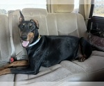 Small Photo #1 Doberman Pinscher Puppy For Sale in CANTONMENT, FL, USA