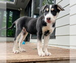 Small #2 Siberian Husky Mix
