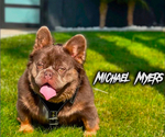 Small Photo #1 French Bulldog Puppy For Sale in UNIVERSAL CITY, CA, USA