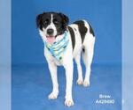 Small #1 Labrador Retriever Mix