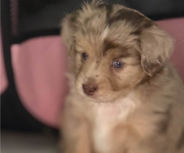 Medium Photo #34 Miniature Australian Shepherd Puppy For Sale in FORT MYERS, FL, USA