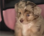 Small #1 Miniature Australian Shepherd